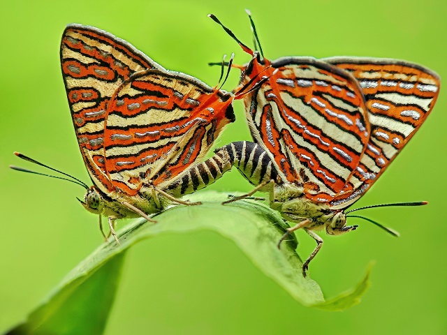 Paleta de la naturaleza