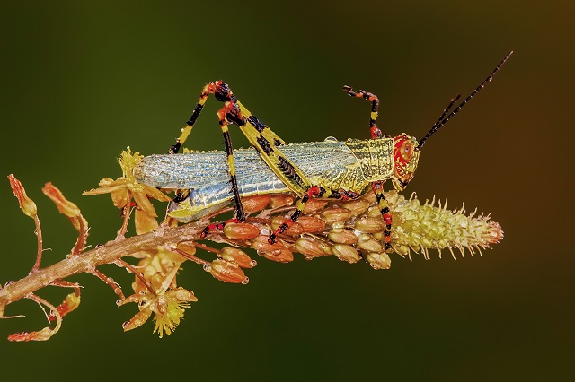 El maravilloso mundo de los insectos - Mario Fiorucci